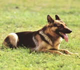 Adestramento de cães em Amparo