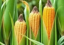 Festival do Milho Verde e Festival do Chocolate