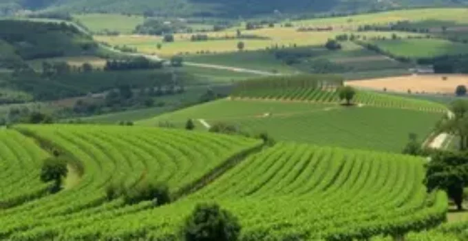 Rotas do Vinho de São Paulo