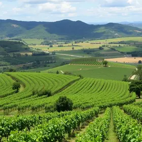 Rotas do Vinho de São Paulo