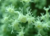 Pseudomonas aeruginosa