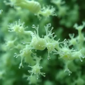 Pseudomonas aeruginosa