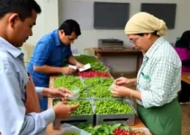 classificação e preparo de amostras de café