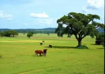 fazendas de O Rei do Gado