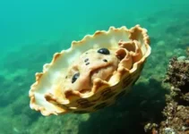 ostra invasora da Ásia