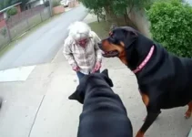 ataque de rottweilers
