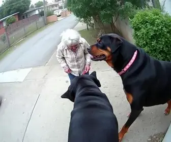 ataque de rottweilers