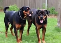 Idosa atacada por Rottweilers