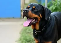 Rottweilers atacam idosa